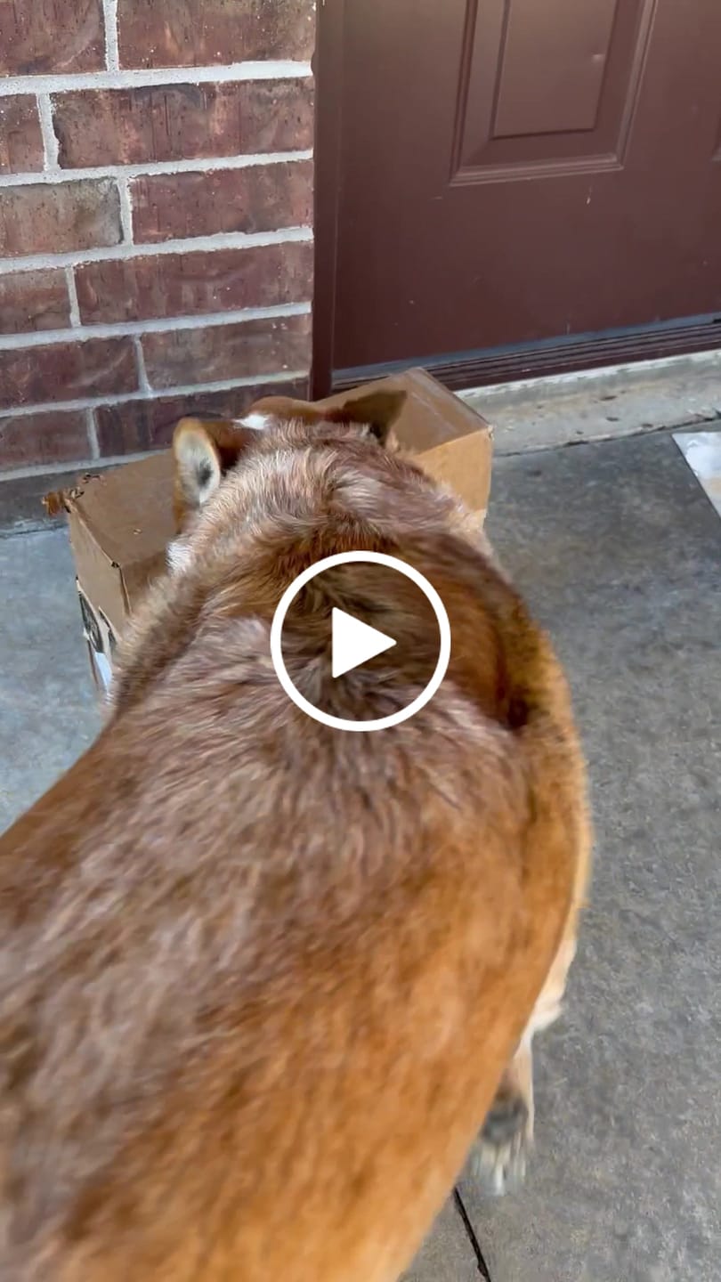 Customer video review of 12 Inch Monster Braided Bully Stick