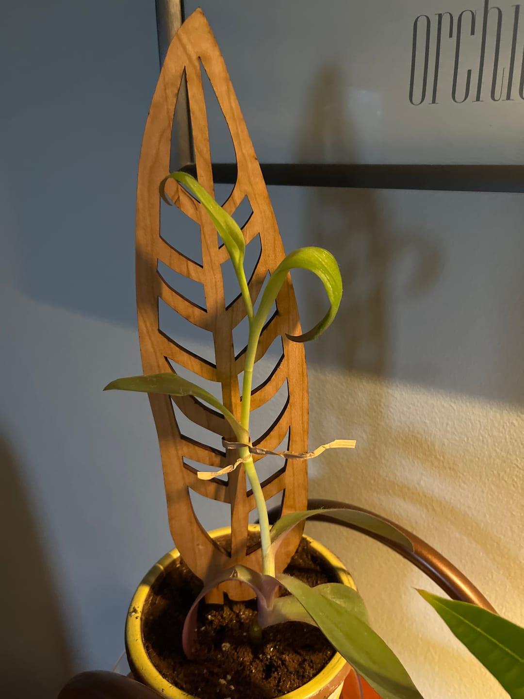 Customer photo review of Anthrulla - Plant trellis inspired by the Queen Anthurium
