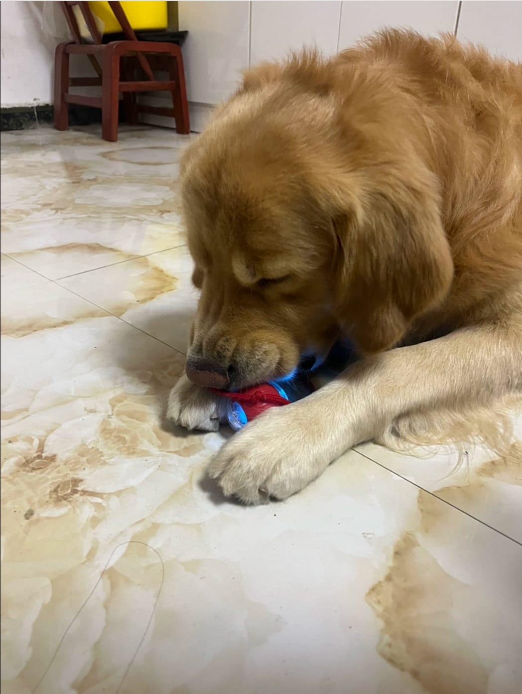 Customer photo review of Automatic Dog Walker