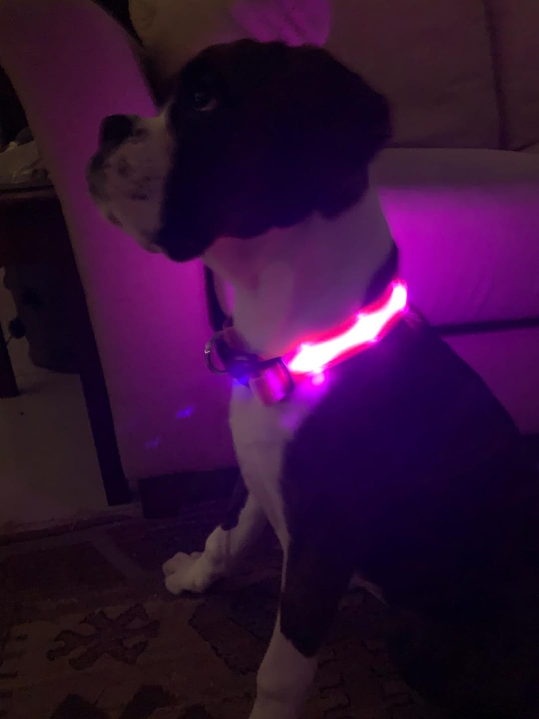 Customer photo review of LuxeLight LED Dog Collar