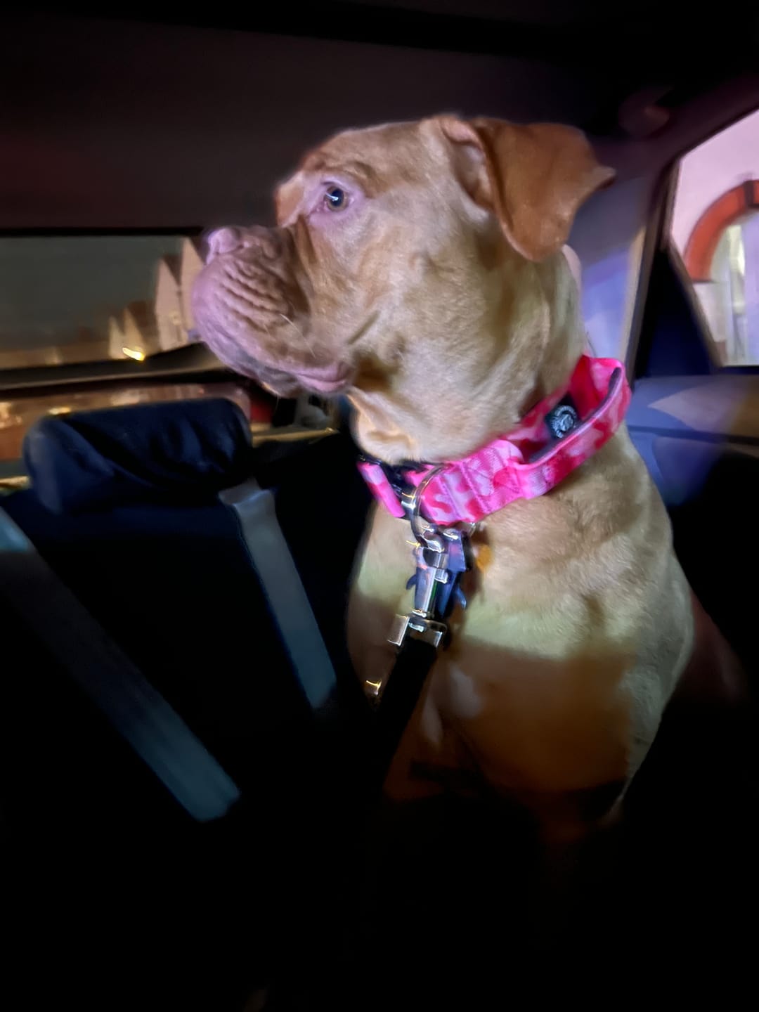 Customer photo review of 5cm Combat® Collar | With Handle & Secure Clip - Bubblegum