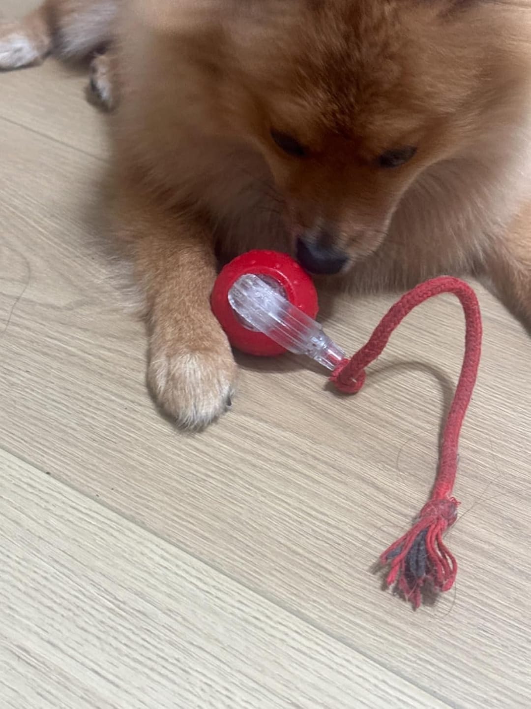 Customer photo review of Automatic Dog Walker