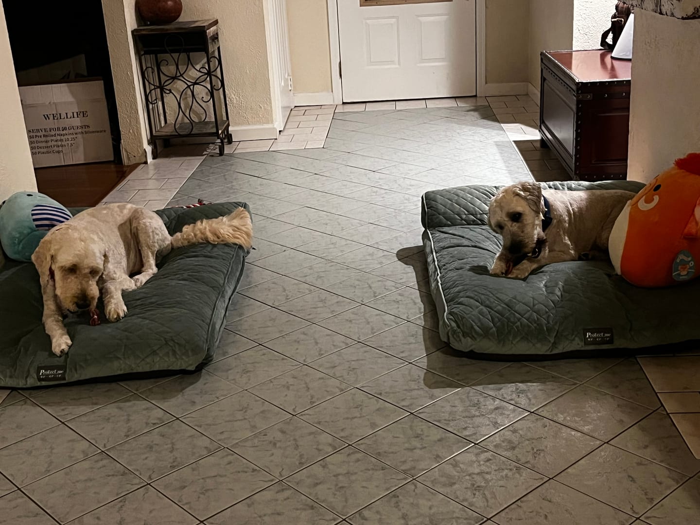 Customer photo review of 12 Inch Thick Braided Bully Stick