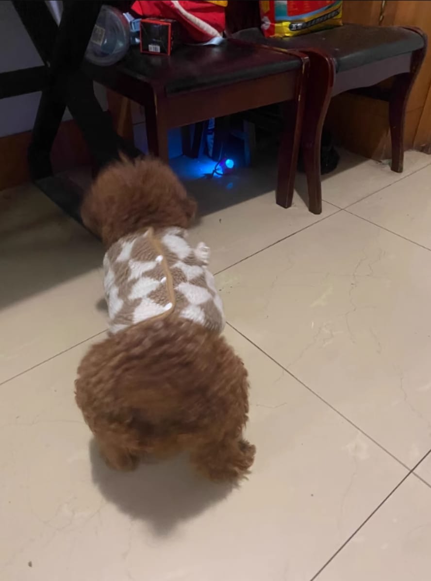 Customer photo review of Automatic Dog Walker