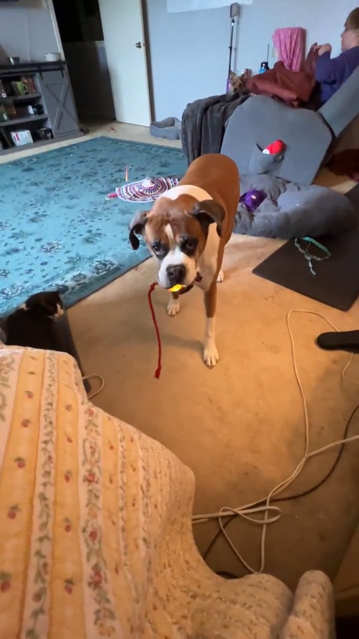 Customer photo review of Automatic Dog Walker