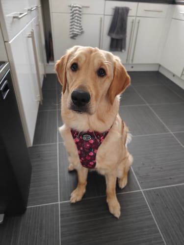 Customer photo review of Tough Trails™ Harness - Mable's Meadow