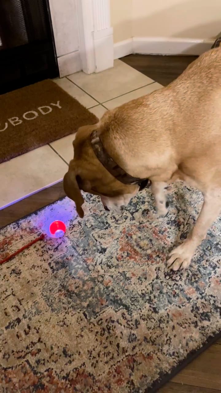 Customer photo review of Automatic Dog Walker