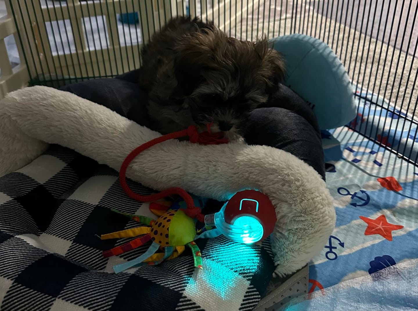 Customer photo review of Automatic Dog Walker