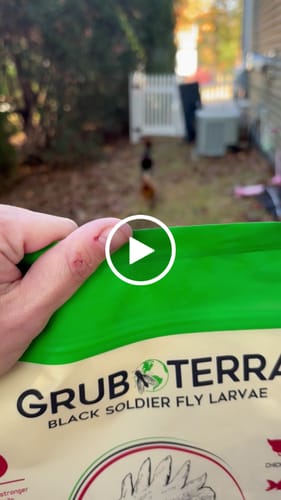 Customer video review of GrubTerra Dried Larvae Sample