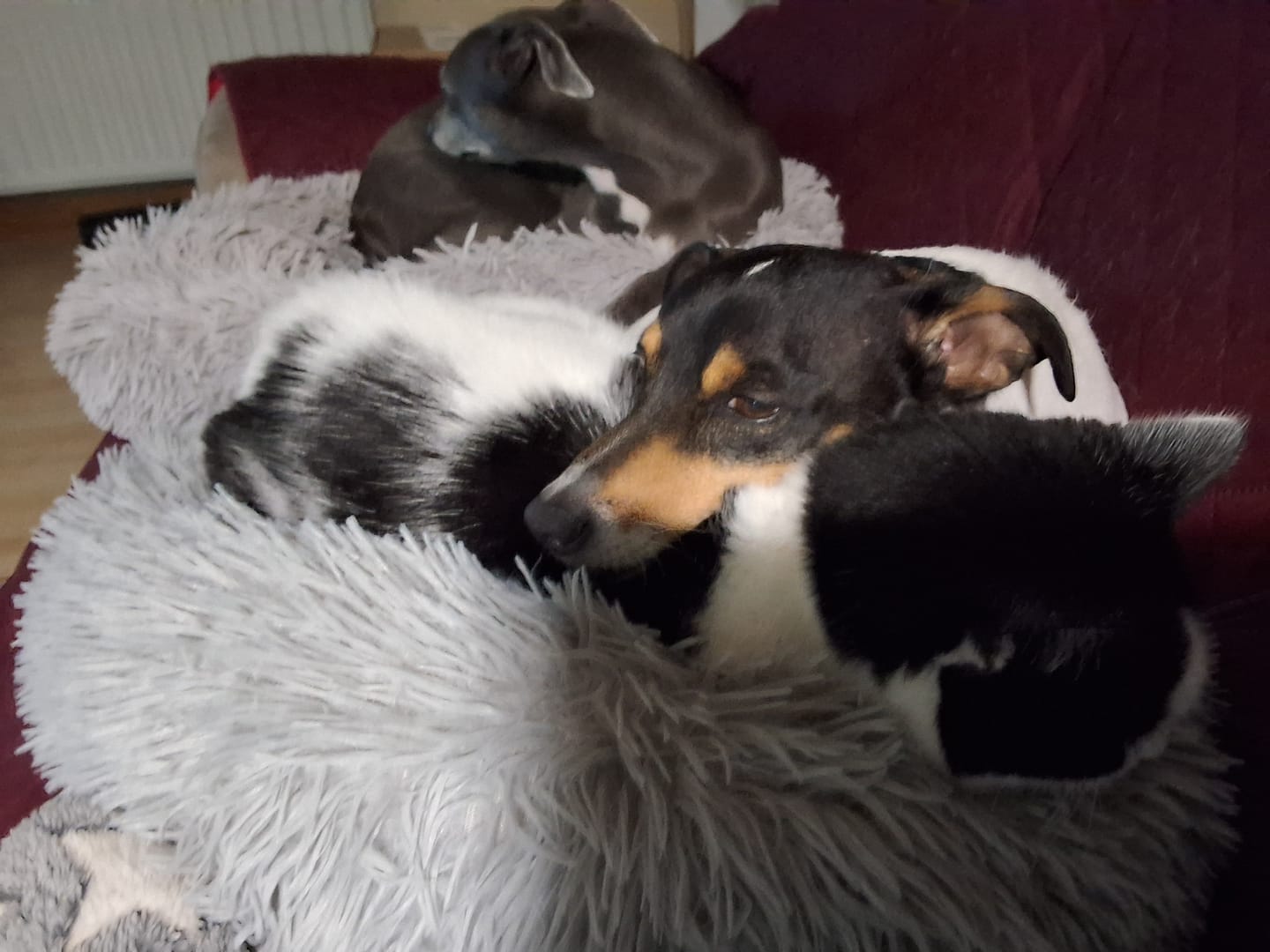 Customer photo review of British Poultry Dry Food Senior/Lite