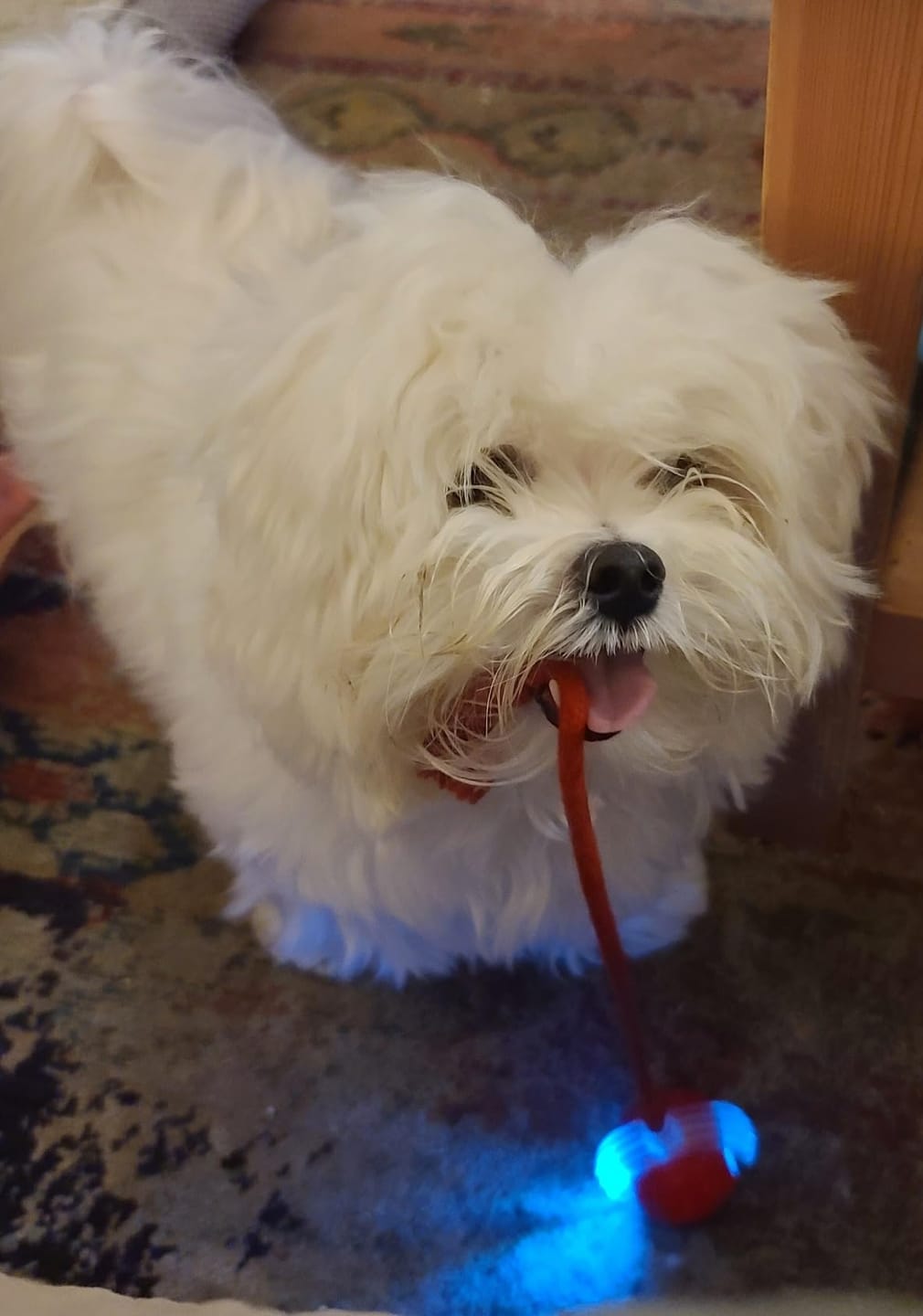 Customer photo review of Automatic Dog Walker