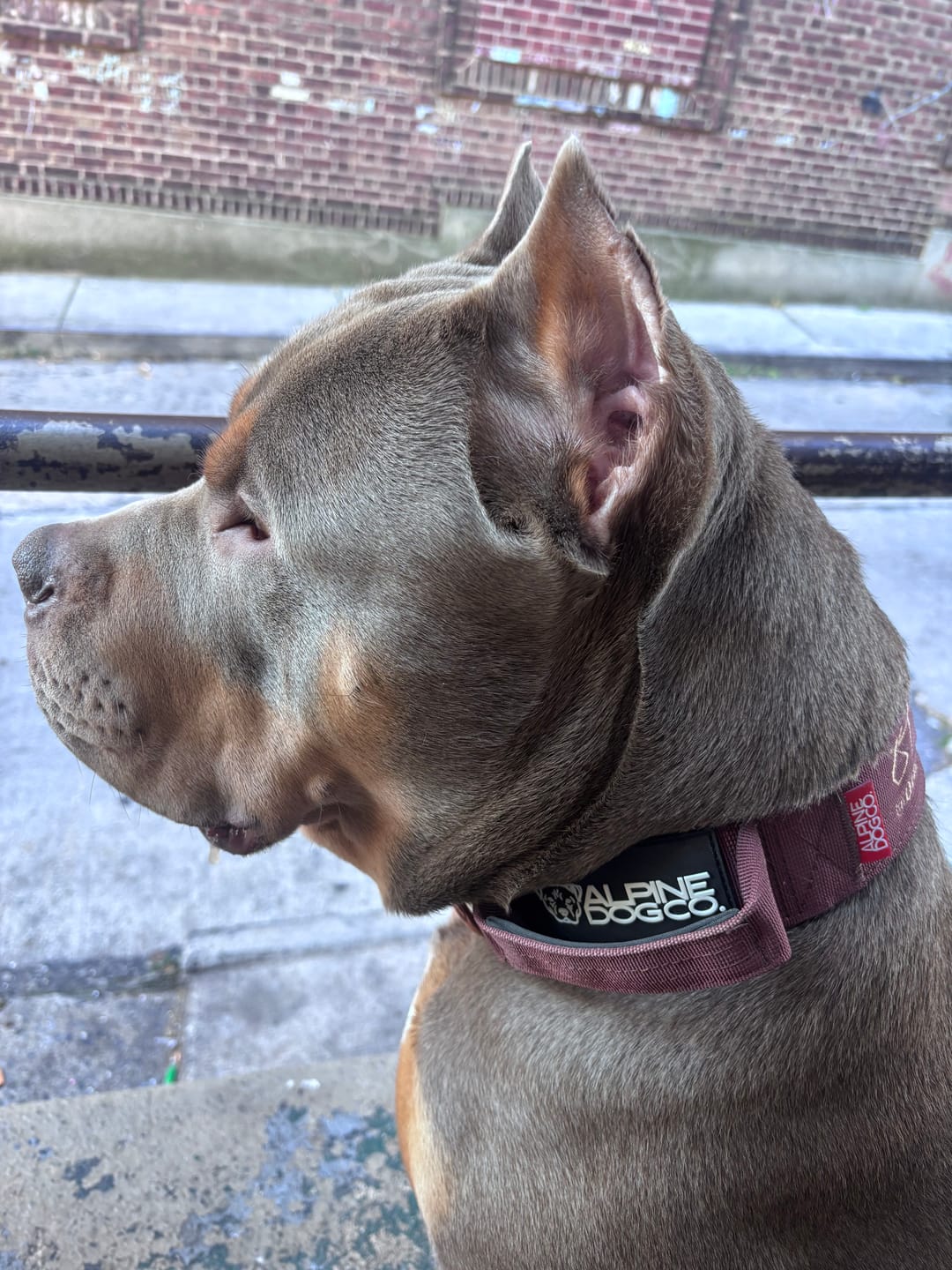 Customer photo review of 2" Tacti Luxe Dog Collar - Rose Gold - Chocolate