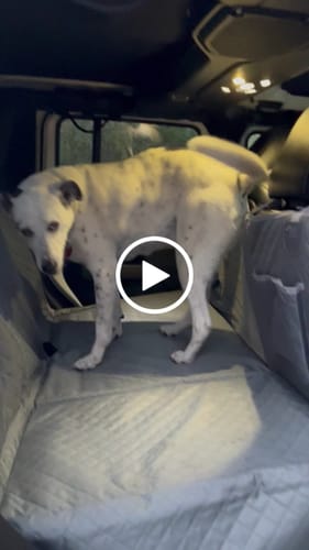 Customer video review of NEW Waterproof Hard Bottom Car & Truck Seat Foldable Hammock Cover With Storage Pockets, Side Flaps, Headrest Straps, Seat Anchors, & Mesh Window (+FREE SAFETY BELT!)