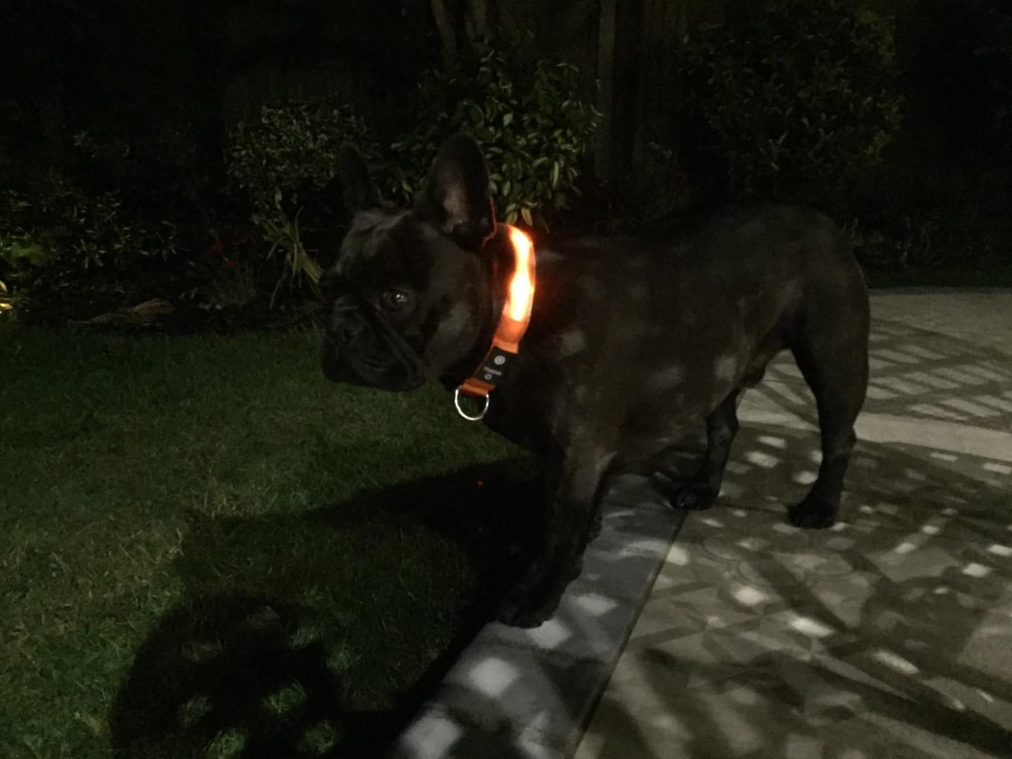 Customer photo review of LuxeLight LED Dog Collar