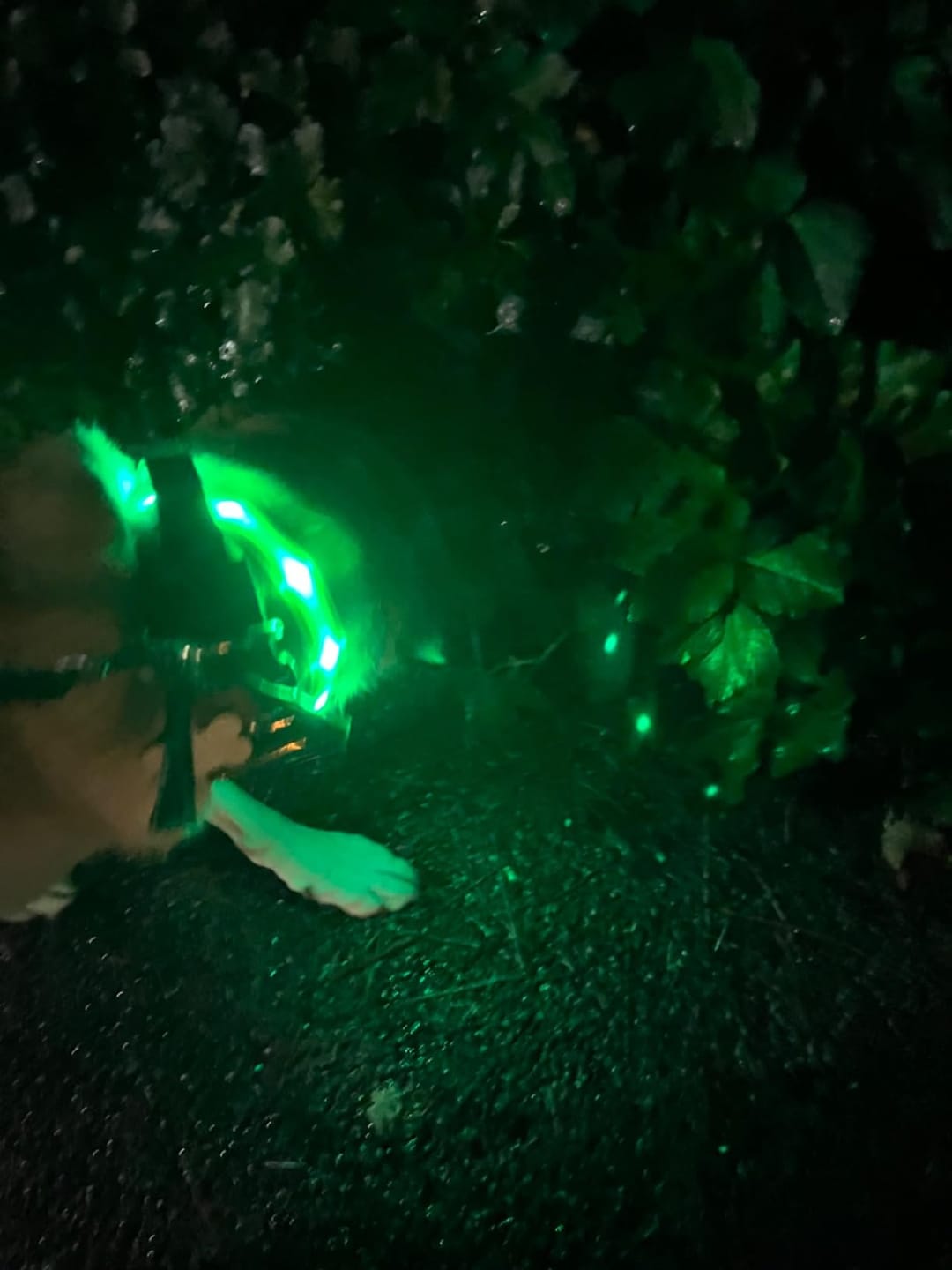 Customer photo review of LuxeLight LED Dog Collar