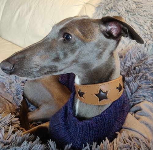 Customer photo review of Sighthound Tan With Brown-Star Collar