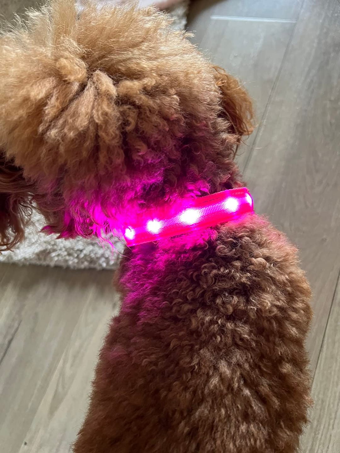 Customer photo review of LuxeLight LED Dog Collar