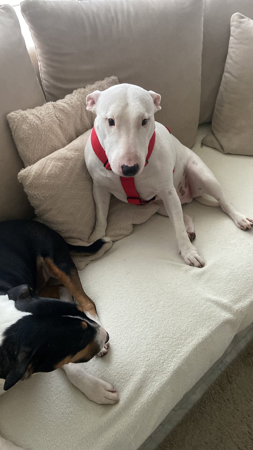 Customer photo review of TRI-Harness® | Anti-Pull, Adjustable & Durable - Dog Trainers Choice - Red v2.0