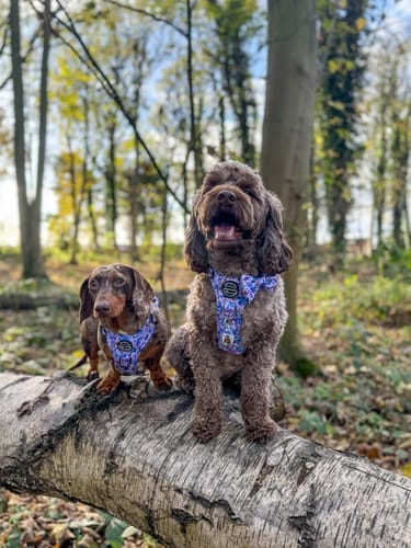 Customer photo review of Tough Trails™ Harness - Tiny Diny