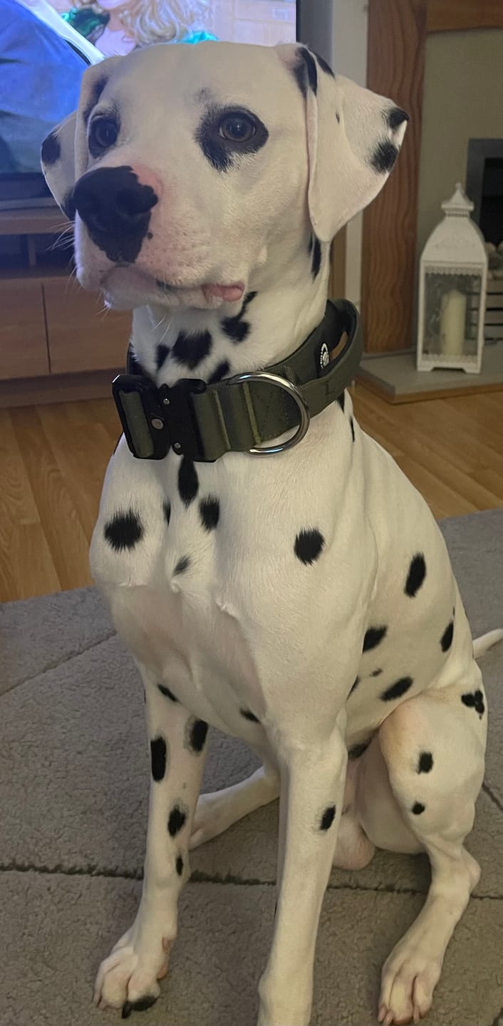 Customer photo review of 5cm Combat® Collar | With Handle & Secure Clip - Khaki