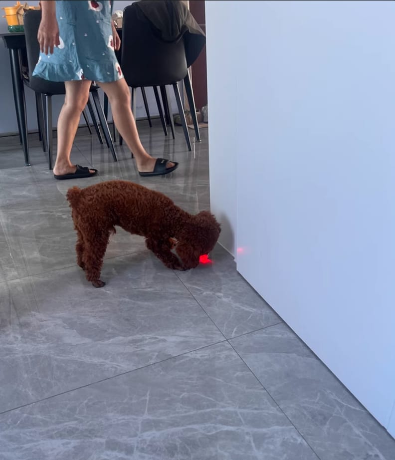Customer photo review of Automatic Dog Walker