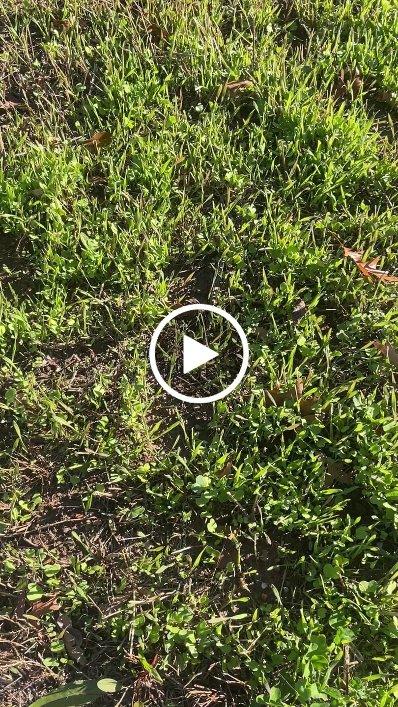 Customer video review of VNS Winter Rye Seed