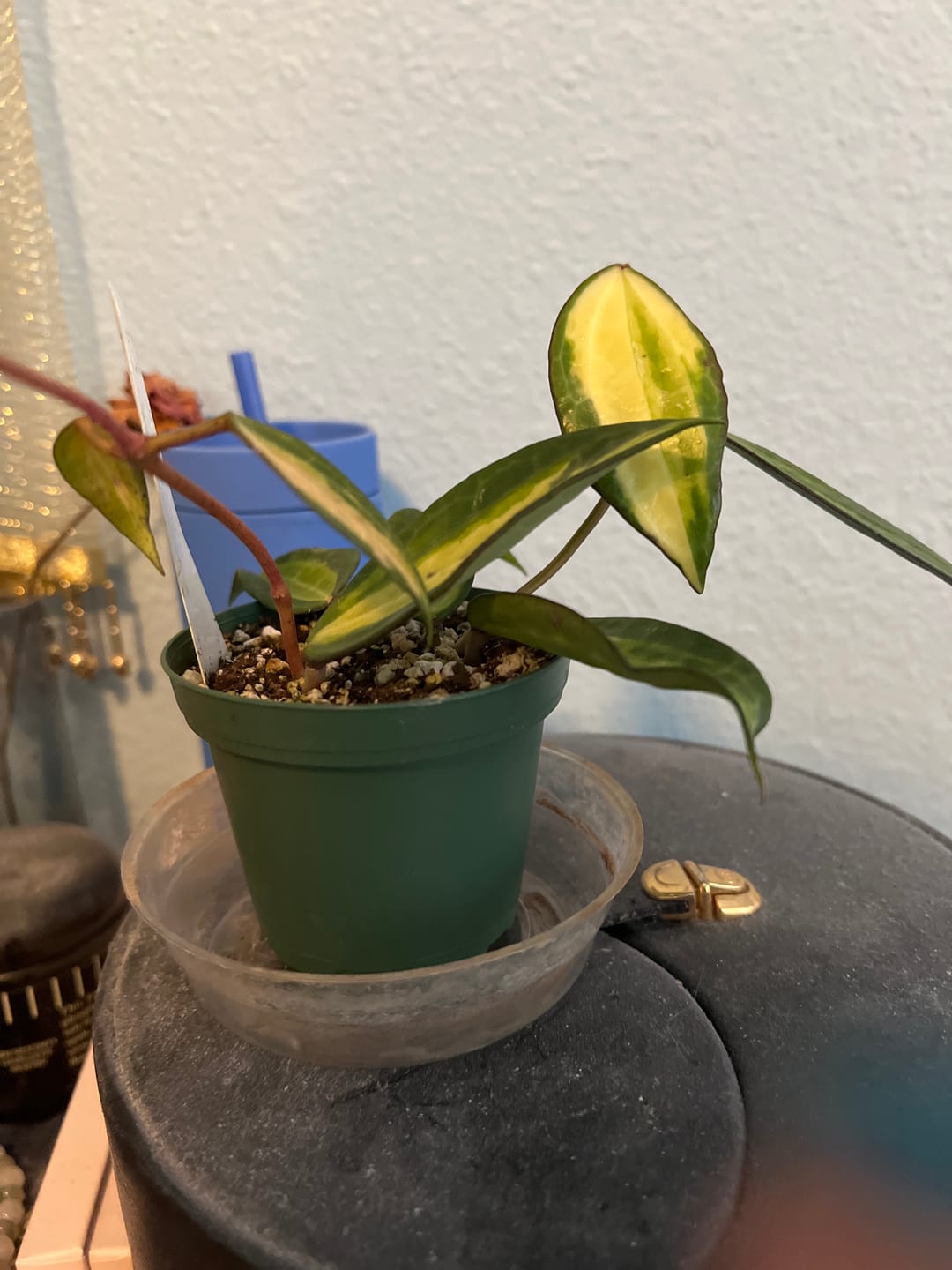 Customer photo review of Hoya latifolia 'Pot of Gold'