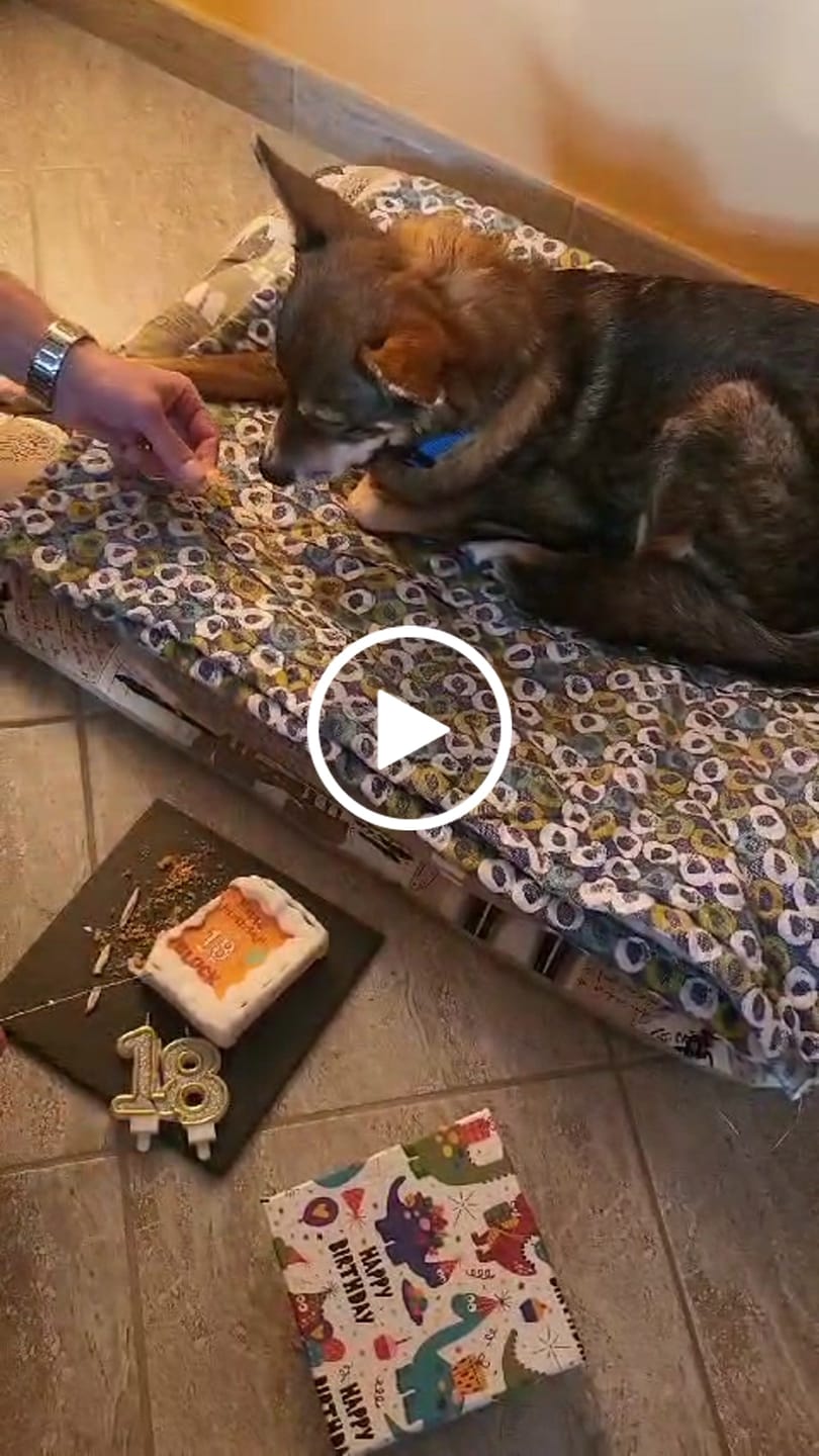 Customer video review of Torta Per Cani Happy Birthday Personalizzabile Con NOME E ANNI