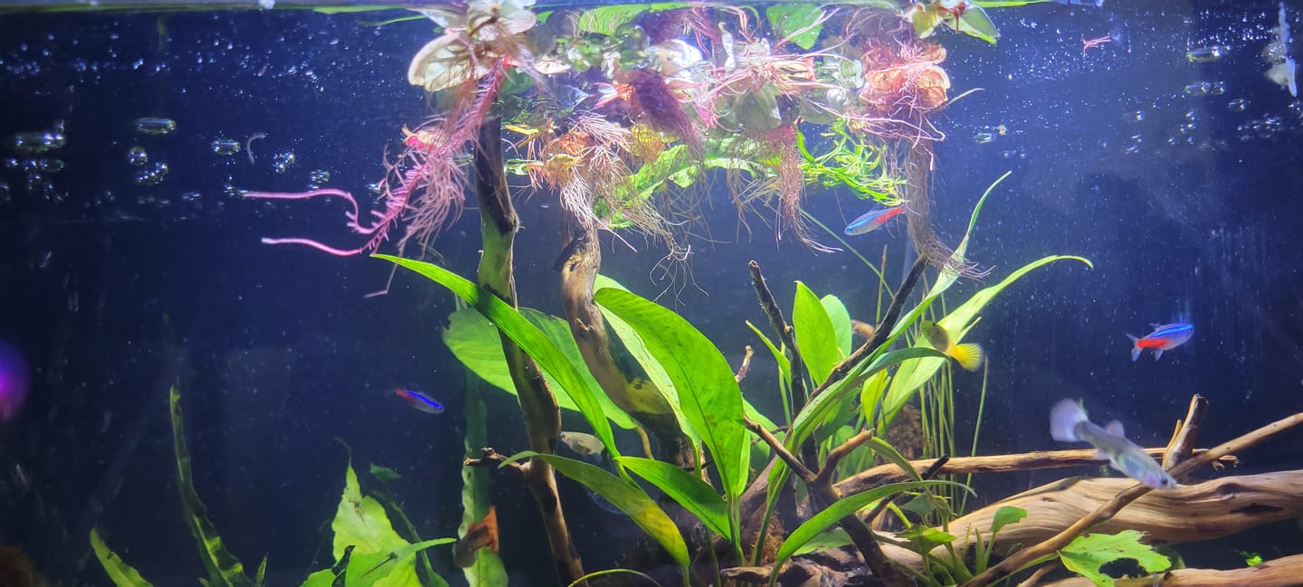 Customer photo review of Red Root Floaters