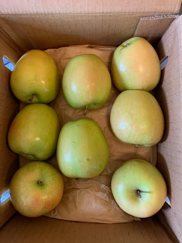 Customer photo review of Hidden Rose Apple