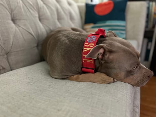 Customer photo review of 2" Tactik Dog Collar - Apple