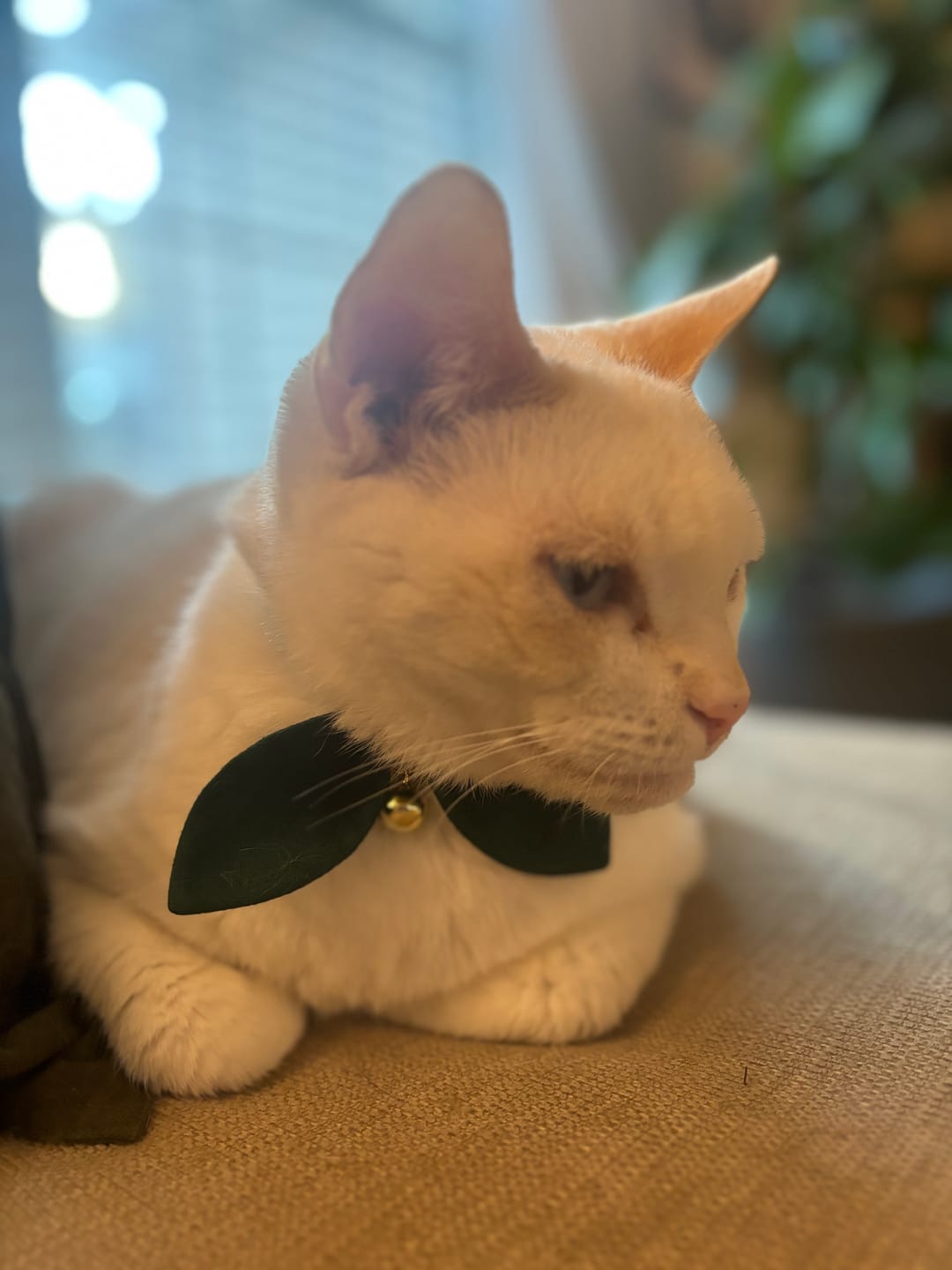 Customer photo review of Forest Green Bow Cat Collar