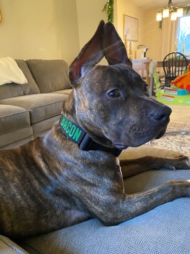 Customer photo review of Black Bully Proof Collar