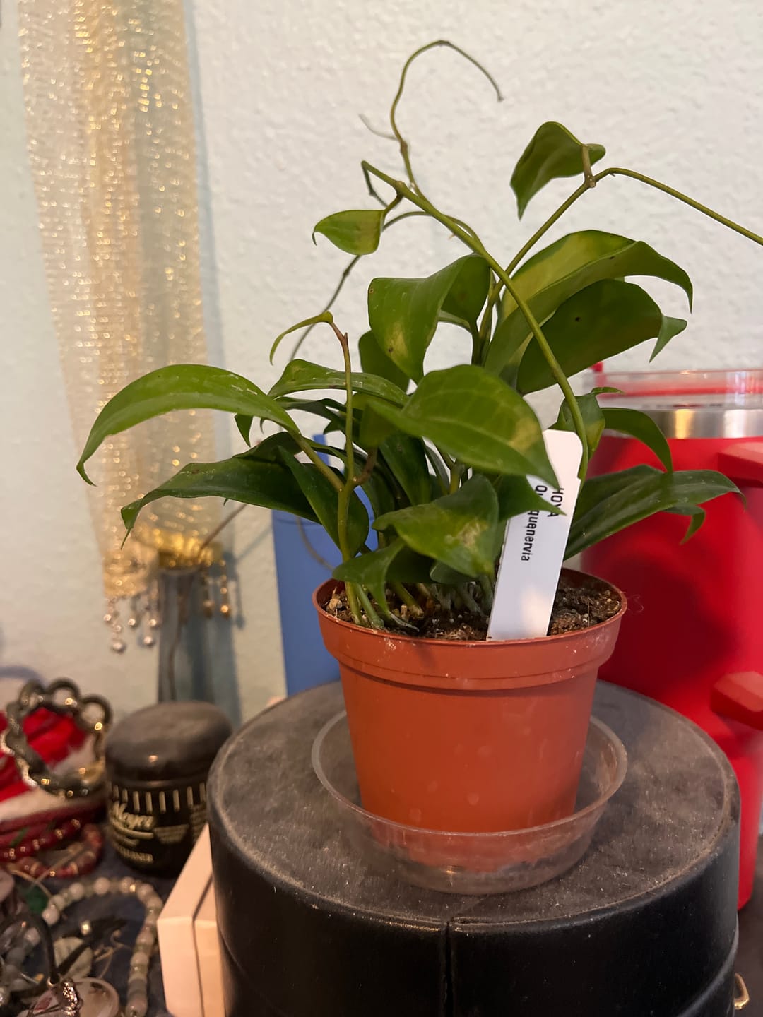 Customer photo review of Hoya quinquenervia