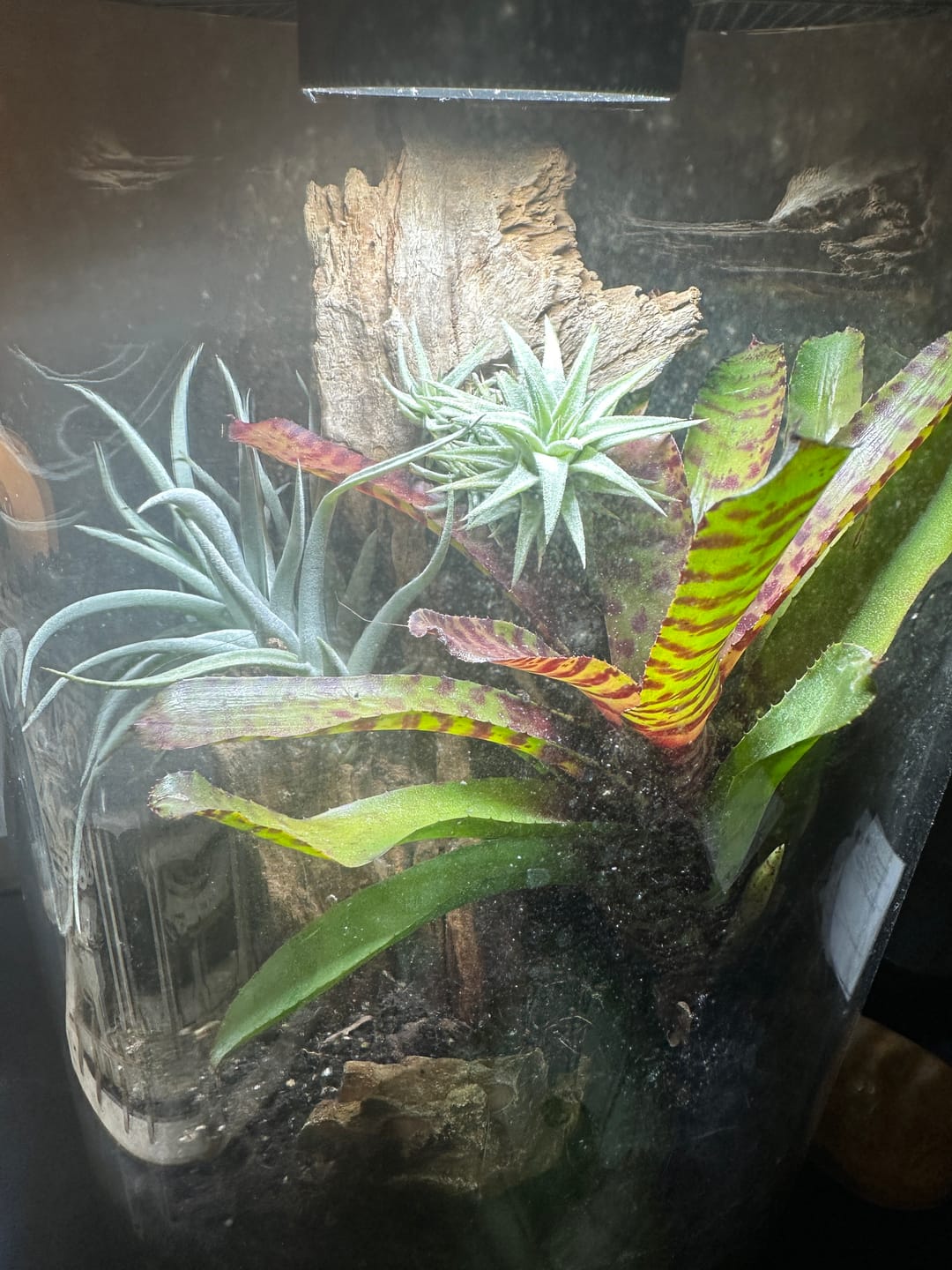 Customer photo review of Tillandsia harrisii