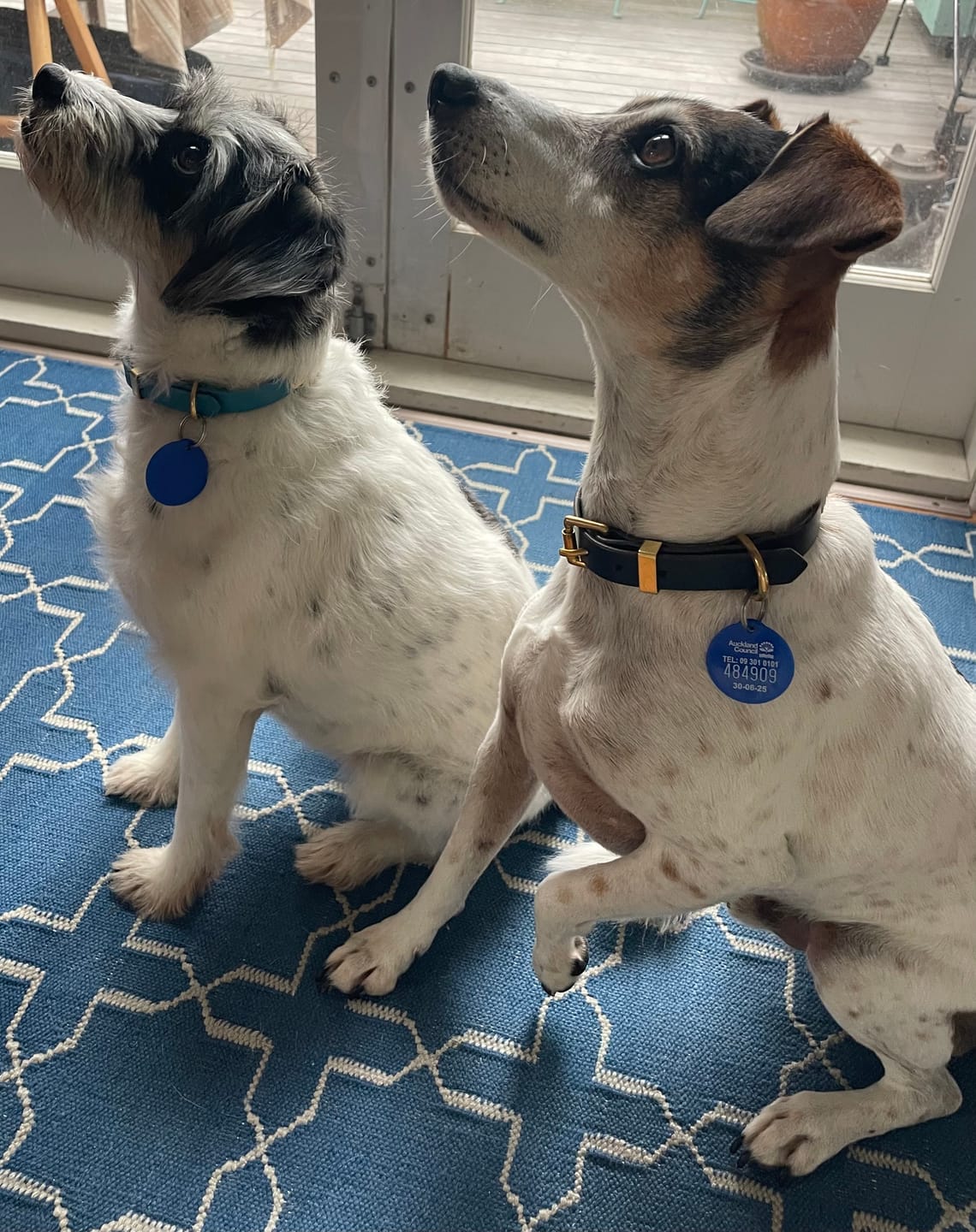 Customer photo review of Classic Buckle Leather Dog Collar - Custom Sized