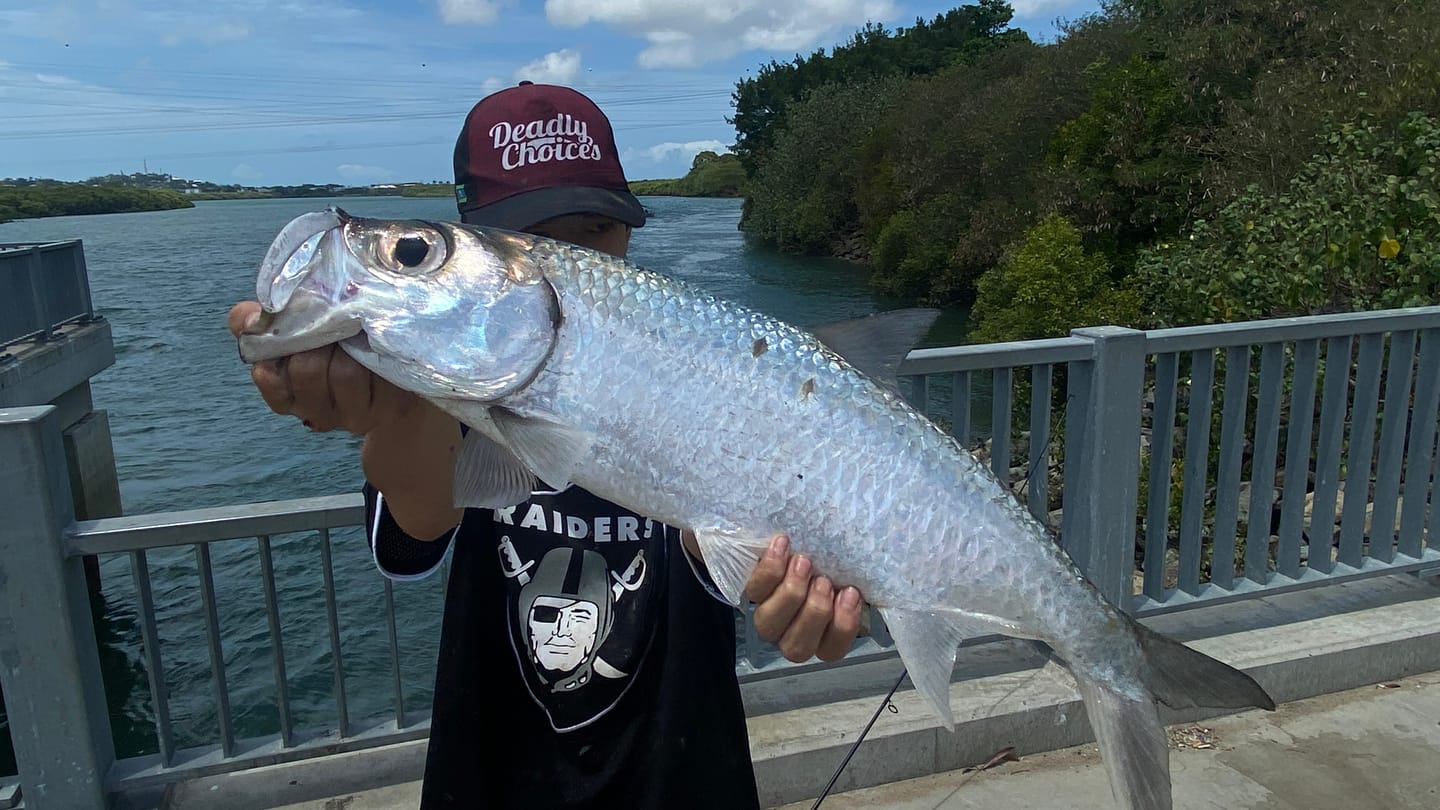 Customer photo review of DEATH SHAD