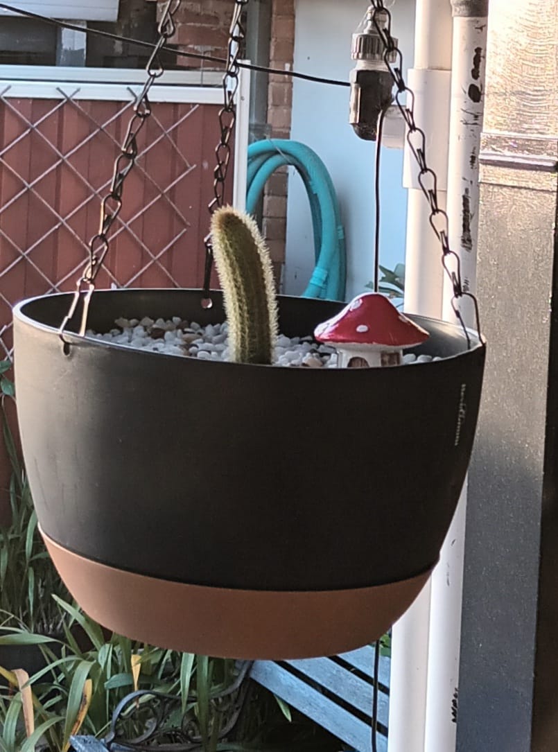 Customer photo review of Golden Rat Tail Cactus