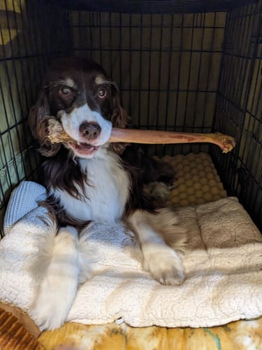Customer photo review of Ostrich Long Bone (19" x 3.5"): The Ultimate Challenge for Medium, Large & Extra-Large Dogs