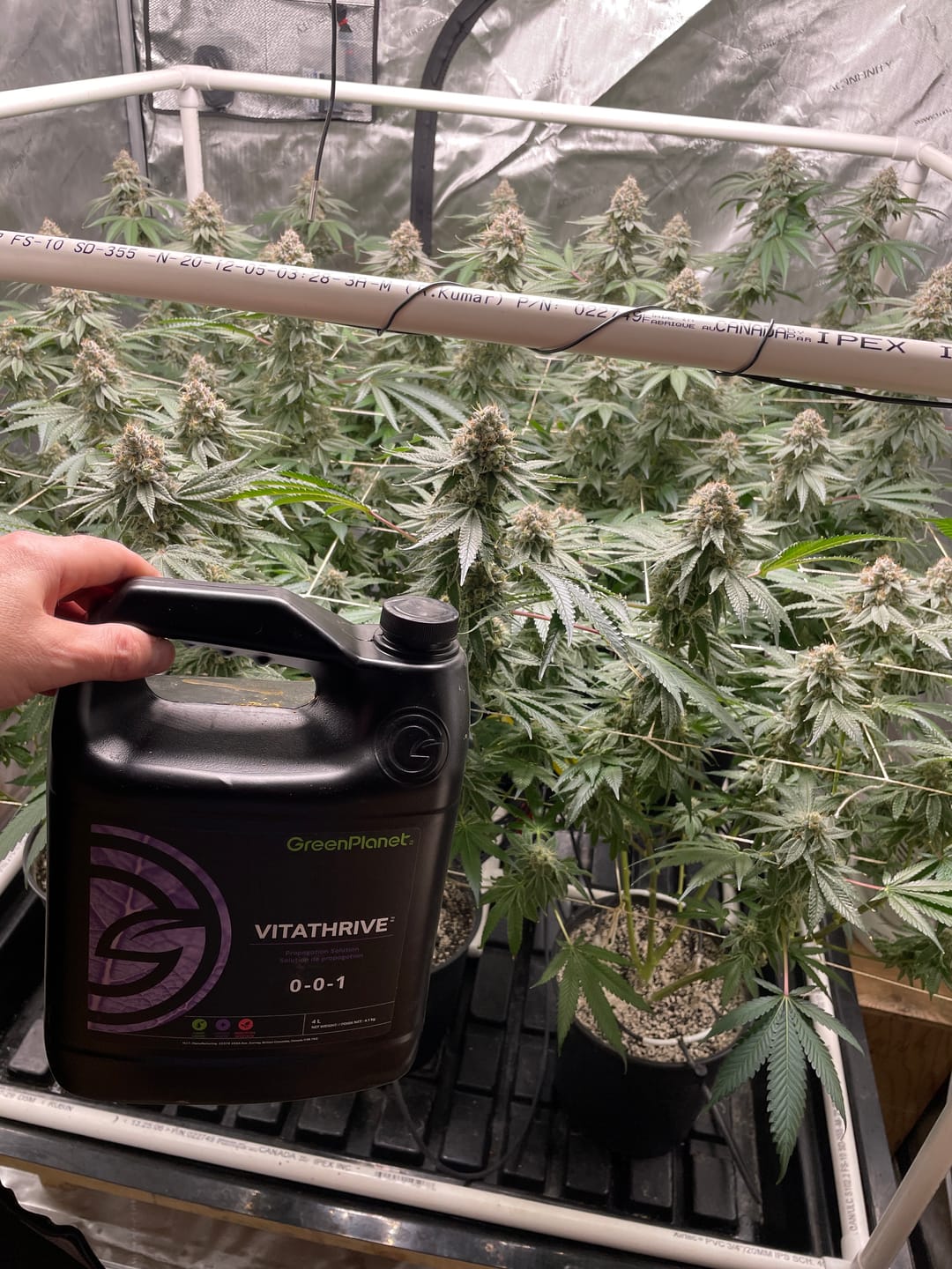 Customer photo review of GreenPlanet Nutrients Vitathrive 0-1-1