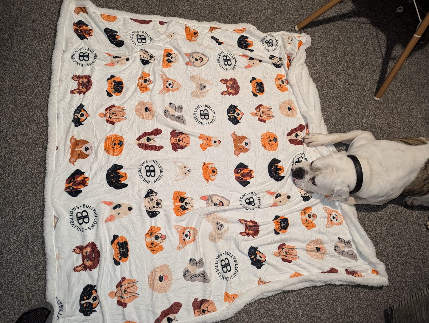Customer photo review of Luxury Dog & Human Blanket