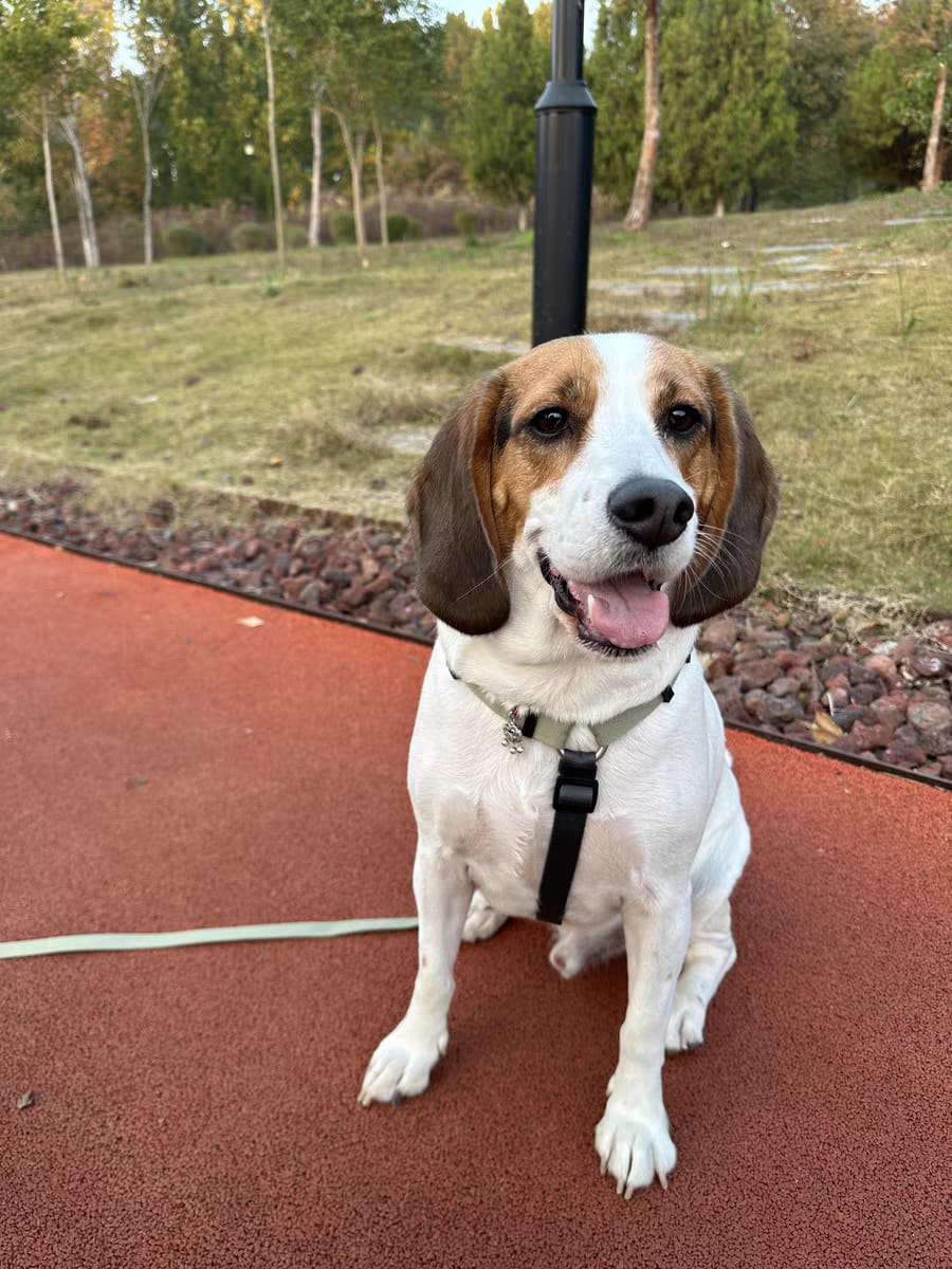 Customer photo review of Valora Ultra-Lightweight H-Shaped Escape-Proof Dog Harness and Leash Set