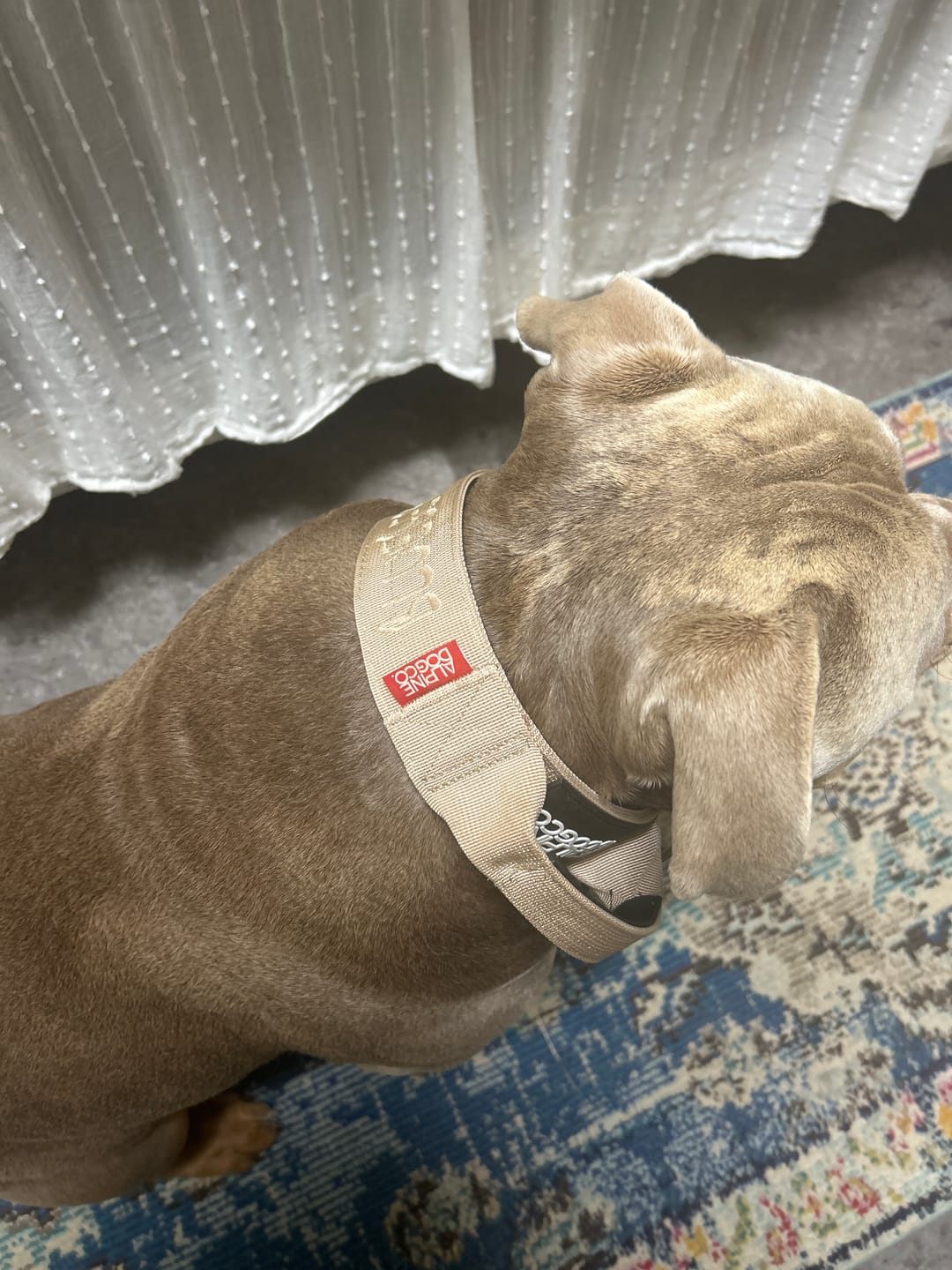 Customer photo review of 2" Tactik Dog Collar - Buttercream