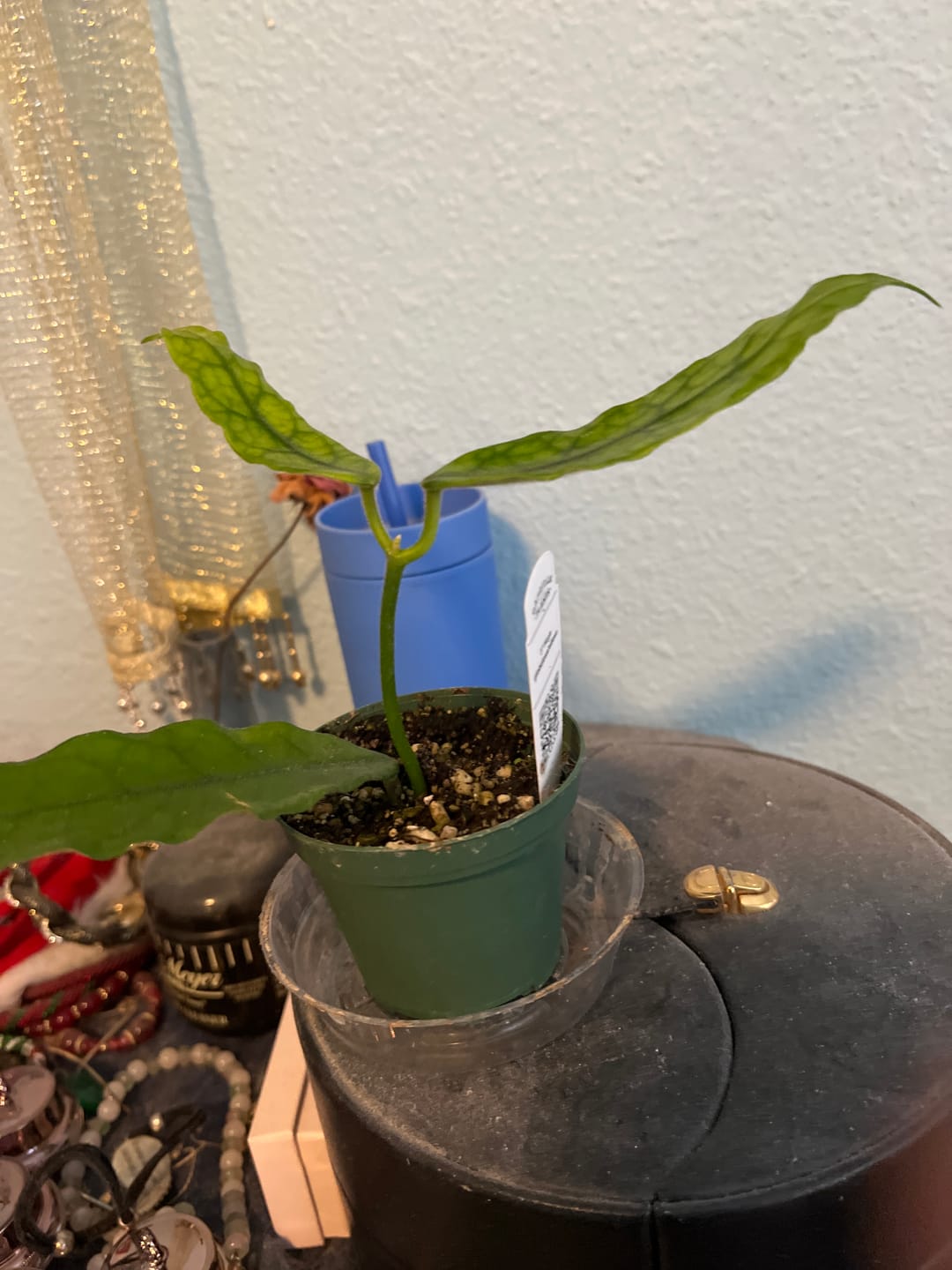 Customer photo review of Hoya globulosa/villosa