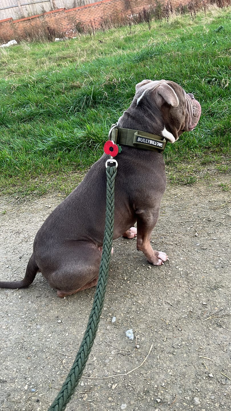Customer photo review of 5cm Pin Buckle Collar | With Handle - Khaki