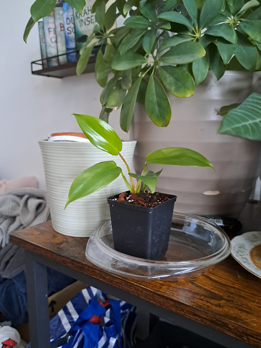 Customer photo review of ALOCASIA AMAZONICA