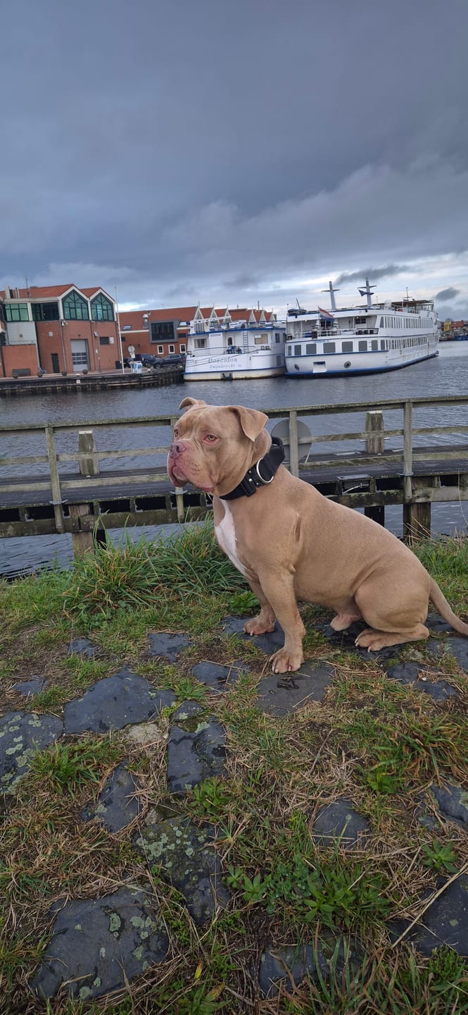 Customer photo review of 5cm Combat® Collar | With Handle & Rated Clip - Black v2.0