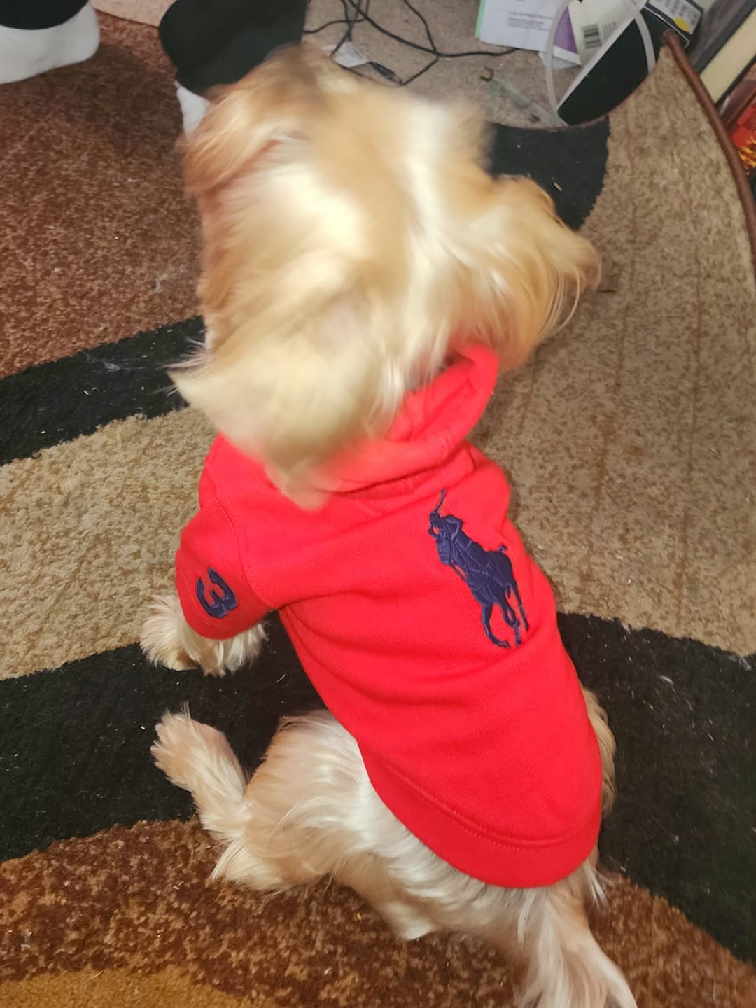 Customer photo review of Polo Ralph Lauren Big-Pony Fleece Dog Hoodie