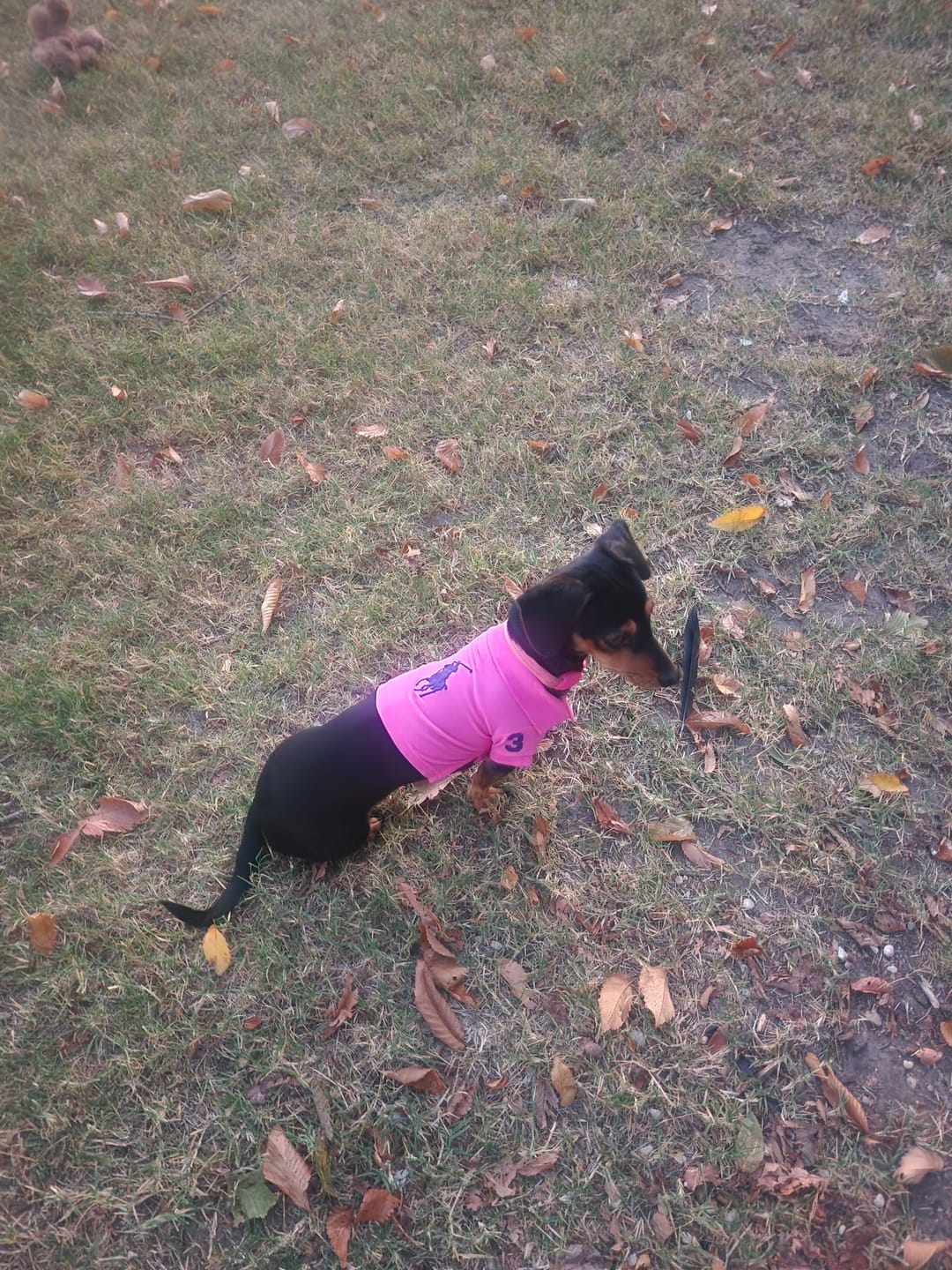 Customer photo review of Polo Ralph Lauren Big-Pony Mesh Dog Polo Shirt