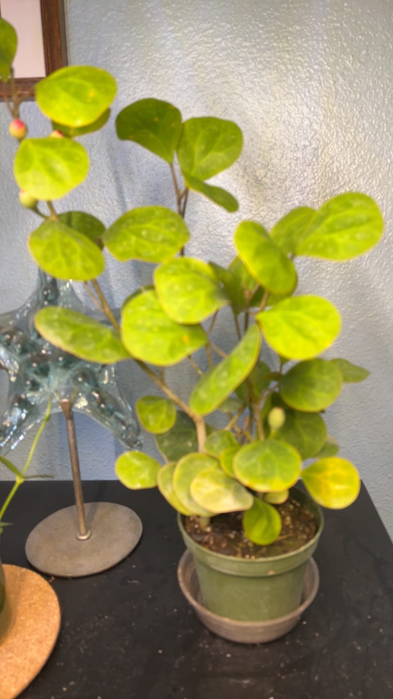 Customer photo review of Ficus deltoidea